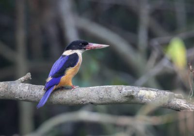 black-capped kingfisher is a tree kingfisher which is widely distributed in tropical Asia from India east to China, Korea and Southeast Asia.